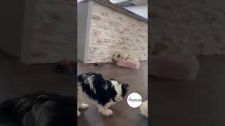 Kousací dentální hračka pro psa 14cm