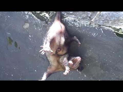 download lagu mp3 mp4 Chucho Animal, download lagu Chucho Animal gratis, unduh video klip Chucho Animal