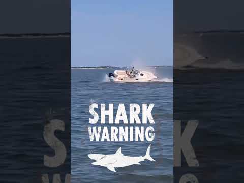 Great White Shark Knocks Man Overboard! 😱🦈