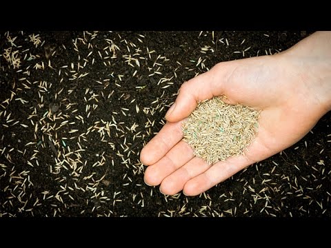 download lagu mp3 mp4 Sennik Trawa Zielona, download lagu Sennik Trawa Zielona gratis, unduh video klip Sennik Trawa Zielona