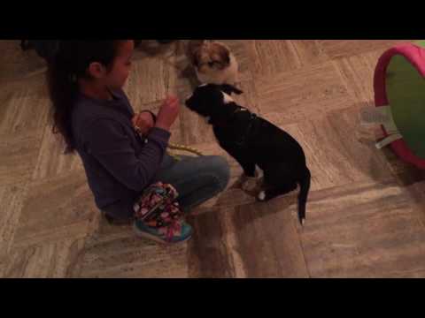 Hondenschool Kersten - Puppy Cursus