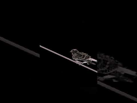 Burung malam, suaranya sering bikin penasaran | Cabak kota