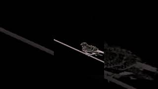 Download lagu Burung malam, suaranya sering bikin penasaran | Cabak kota mp3