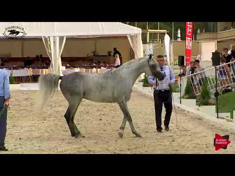N.74 POMIAN - Polish Nationals 2018 - 7 Years Old and Older Stallions (Class 11)
