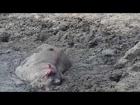 Djuma: Warthog and Hippo in mud while Slender Mongoose and birds watch on  - 14:50 - 10/28/19