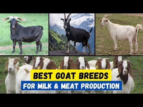 Top 10 Best Goat Breeds for Milk & Meat Production