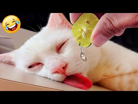 Funny Animals,😂 funny cats/dogs😹 funny animal videos 😁