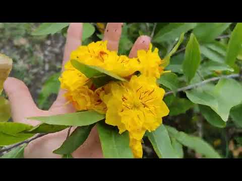 Mai giảo siêu nụ-cúc thọ hương-xoắn-đại lộc-0949234525-7/2/2023