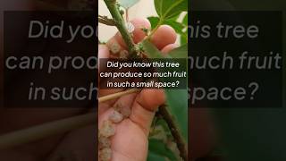 A Hidden Gem in Australia! Did you know these Native Mulberries grow HUGE in pots!? 🍇 #gardening