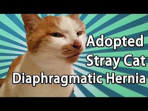 Adopted stray cat diagnosed with Diaphragmatic Hernia animal hospital vet visit流浪猫膈疝宠物医院治疗Vlog043