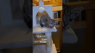 想いでの1年 #癒し #猫動画 #かわいい猫 #グリとりん #ねこのいる生活  #猫のいる暮らし #総集編