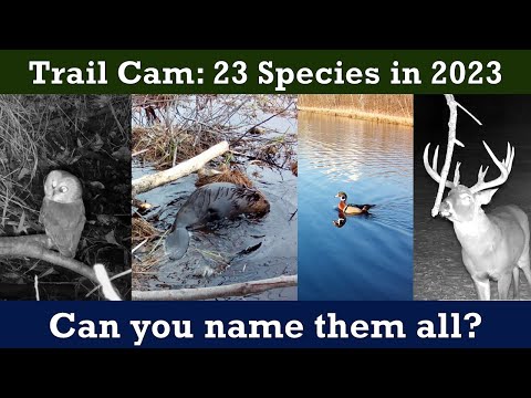 Trail Cam Highlights: 23 Species in 2023