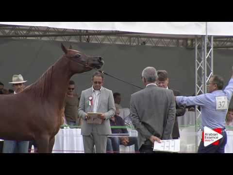 2016 - Italian National Championships - Mares 4-6 years (Class 4) - 3rd place: n°37 KARIMA BY GIADA