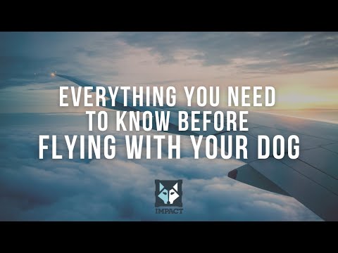 Everything You Need To Know Before Flying With Your Dog