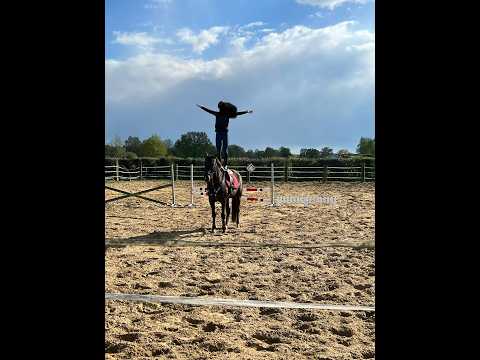 Poppings Carola (SPOEKEDAMMETJE’S NICK x ELSHOFS OTTO) - Video 8 video thumbnail