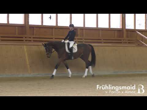 Frühlingsmaid - Stute - 2016 geb. (Farron x Almaz)