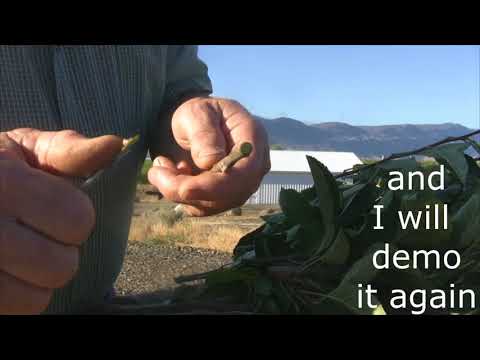 Grafting Season 2018 - day 24 - how to bud graft apple trees