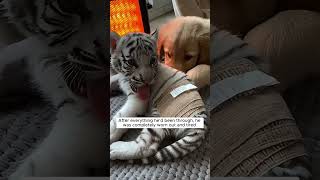 Download lagu Seekor harimau putih yang cantik membutuhkan bantuanku. mp3