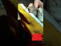 Angry VAMPIRE BAT Bites Hand
