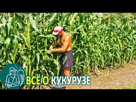🌽 Всё о кукурузе 🌽 Выращивание кукурузы конвейерным способом по технологии Гордеевых