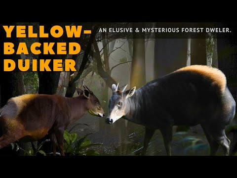 Yellow-backed Duiker: An Elusive & Mysterious Forest Dweller