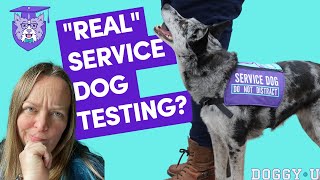 Make My Dog a “Real” Service Dog? Service Dog Testing and Training Path Explained