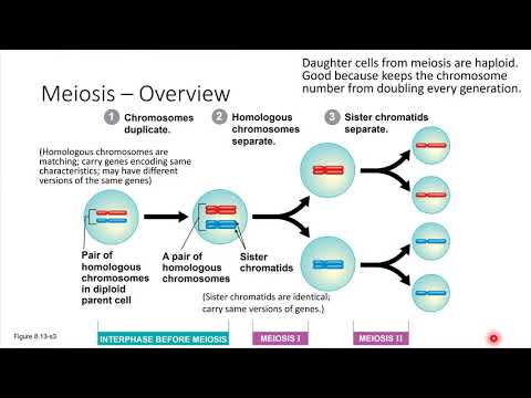 Meiosis and Nondisjunction