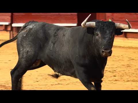 🐂 MIURA Así viven los TOROS BRAVOS más legendarios de España + Espectacular EMBARQUE
