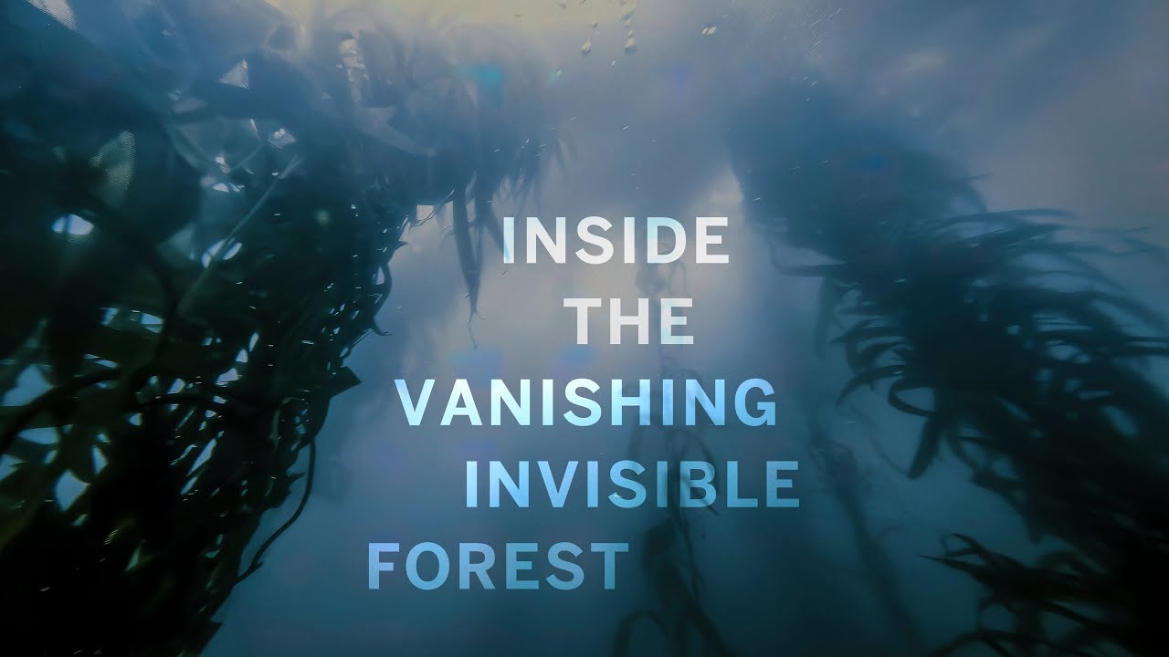 Dive into a vanishing, invisible forest to see what climate has changed