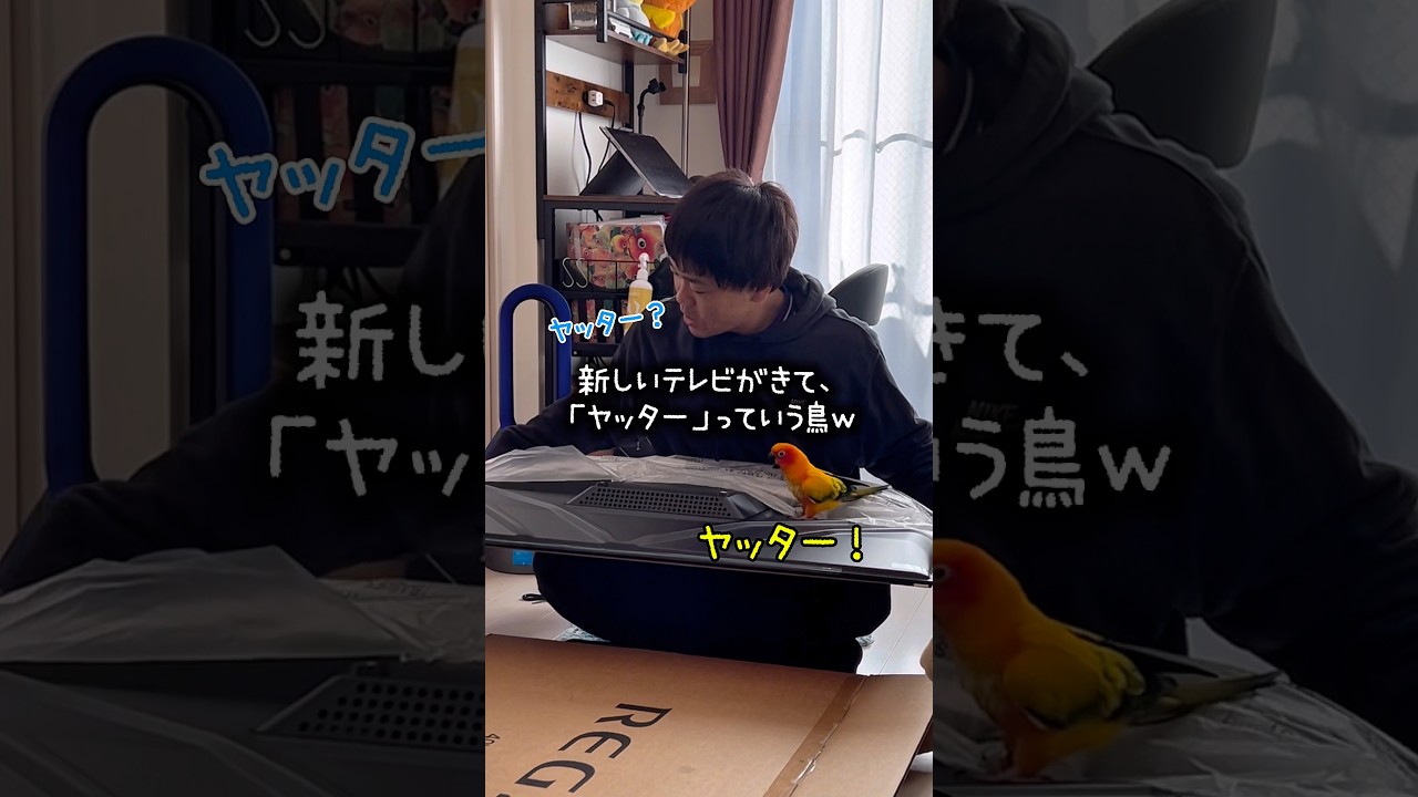 新しいTVが届いた時の鳥の様子が人間すぎたwww #インコ #動物 #とり #鳥 #コガネメキシコインコ #暮らし #暮らしチャンネル #birds #癒し