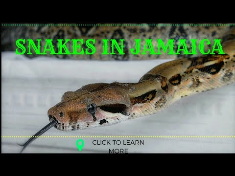 2nd YouTube video about are there snakes in jamaica