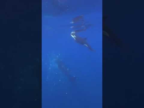 Orca is seen torpedoing a sunfish, causing it to explode