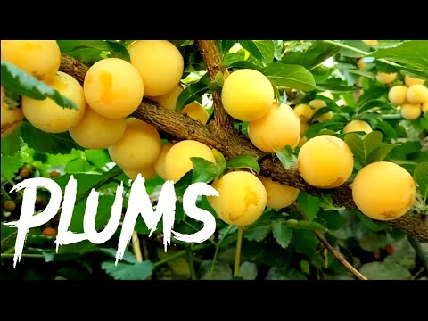 Golden Plum Picking | Chitral fruits | 2022