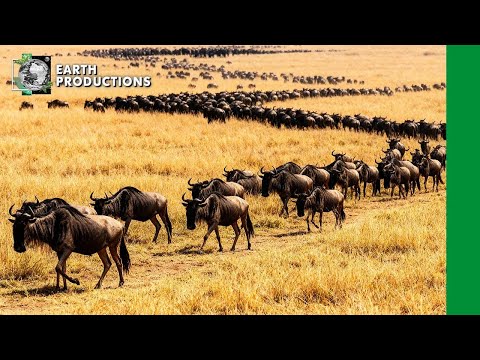 Wilde Bestien | Epische Spuren Des Überlebens | Unerzählte Reisen Quer Durch Die Wilde Savanne