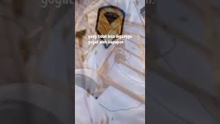 Download lagu story wa pelayaran #pelayaran #salamsatujangkar #bantusubscribe mp3