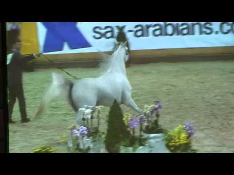 Excalibur  EA -  Aachen 2014