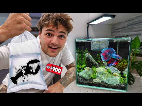 Buying CRUSTACEANS for My NEW BETTA AQUARIUM!!