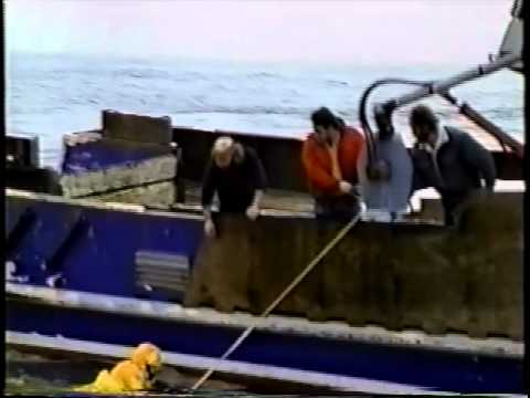 THE ORIGINAL LIFESLING VIDEO