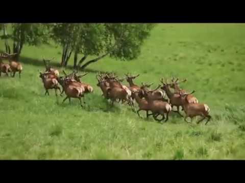 Altai Krai. Tourism / Алтайский край. Туризм Altai Krai. Tourism / Алтайский край. Туризм