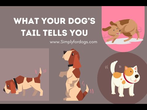Interpreting What Your Dog’s Tail Tells You
