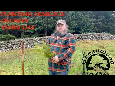 Planting Hemlock on New Year's Day - Greenwood Bonsai