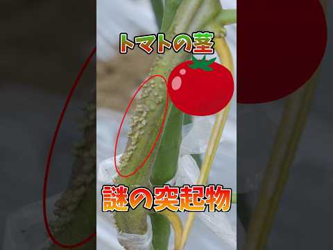 収穫物にダメージを与えずに黒茎トマトの病気を治療するにはどうすればよいですか?  庭園