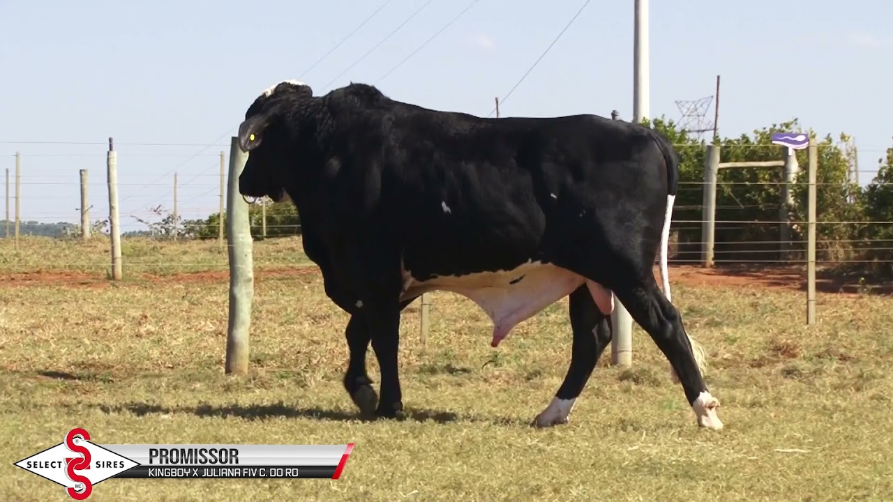 Vídeo PROMISSOR FIV KINGBOY ALMENARA
