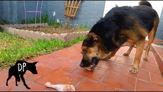 Download lagu Stronger, Faster, Smarter, and less poop! Raw Food Diet For Dogs | Edu the GSD / Pitbull mix mp3 Download lagu Stronger, Faster, Smarter, and less poop! Raw Food Diet For Dogs | Edu the GSD / Pitbull mix mp3