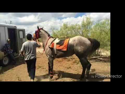 El parrandero. Con parranderos de la sierra