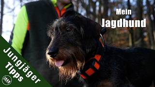 Bereit für einen Jagdhund? | Jungjägertipps
