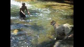 preview picture of video 'labrador  nadando  no rio de itaoca-sp'