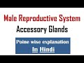 Male Reproductive System | Structure of Male Reproductive Organ | in HINDI
