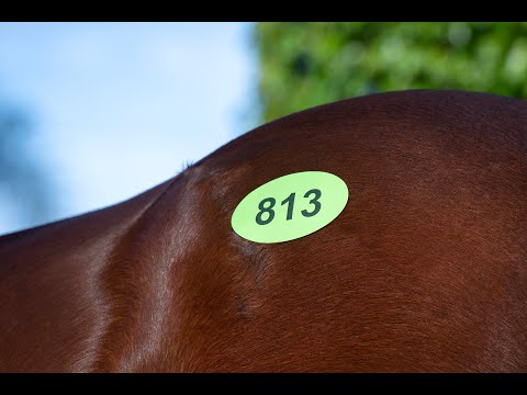 2022 Magic Millions GC National Broodmare Sale - Lot 813