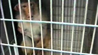 Free Me video by Goldfinger  ChooseVegcom